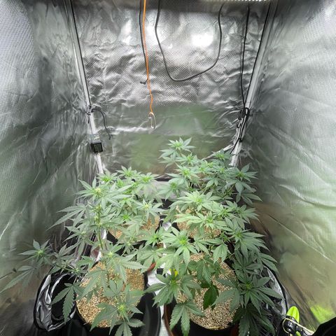 Girl Scout Cookies Fem by KilliczGe growlog timeline photo