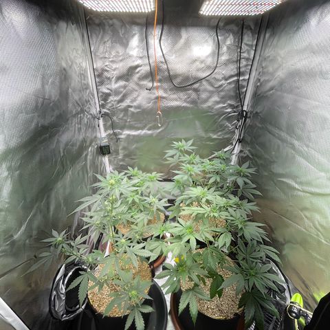 Girl Scout Cookies Fem by KilliczGe growlog timeline photo