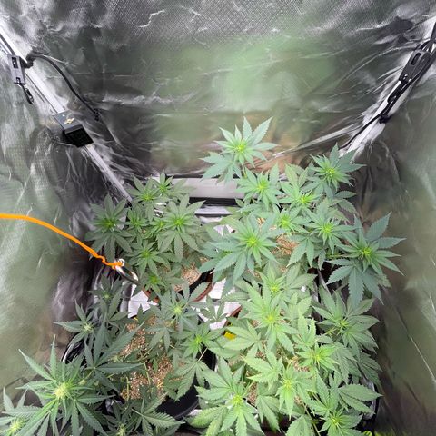 Girl Scout Cookies Fem by KilliczGe growlog timeline photo