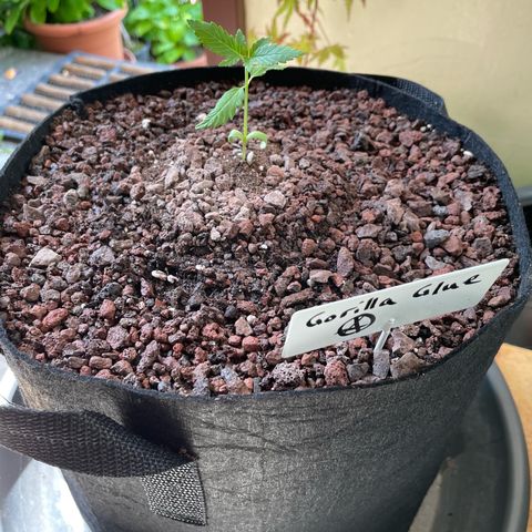 Late Outdoor season 25 - turned inside :D 1 AK48#2 auto  growlog timeline photo