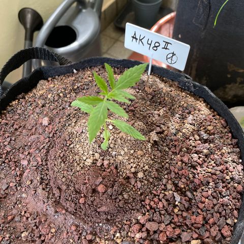 Late Outdoor season 25 - turned inside :D 1 AK48#2 auto  growlog timeline photo