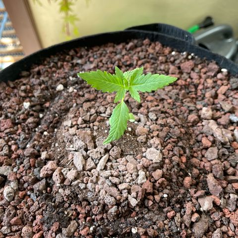 Late Outdoor season 25 - turned inside :D 1 AK48#2 auto  growlog timeline photo