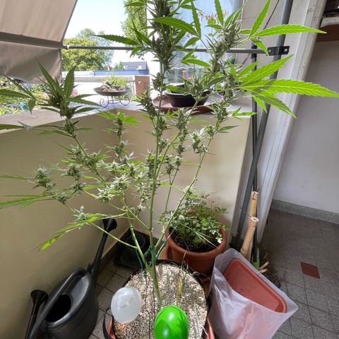 Late Outdoor season 25 - turned inside :D 1 AK48#2 auto  growlog timeline photo