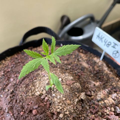 Late Outdoor season 25 - turned inside :D 1 AK48#2 auto  growlog timeline photo