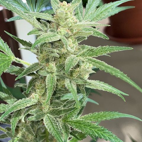 Late Outdoor season 25 - turned inside :D 1 AK48#2 auto  growlog timeline photo