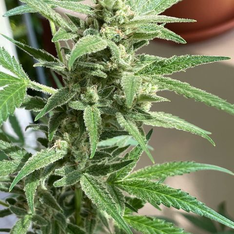 Late Outdoor season 25 - turned inside :D 1 AK48#2 auto  growlog timeline photo