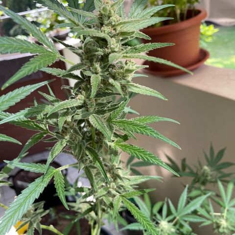 Late Outdoor season 25 - turned inside :D 1 AK48#2 auto  growlog timeline photo