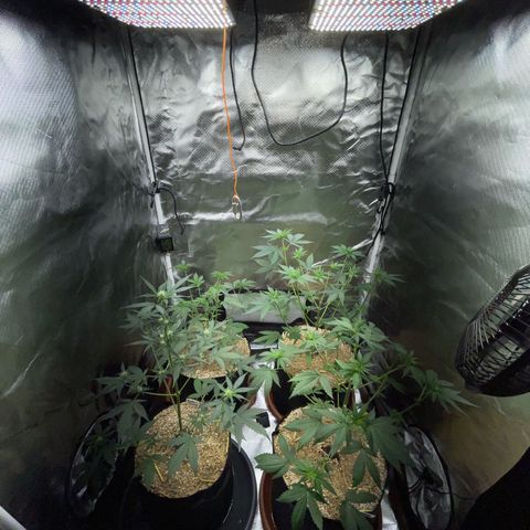 Girl Scout Cookies Fem by KilliczGe growlog timeline photo