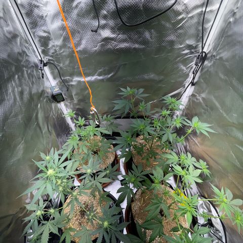 Girl Scout Cookies Fem by KilliczGe growlog timeline photo