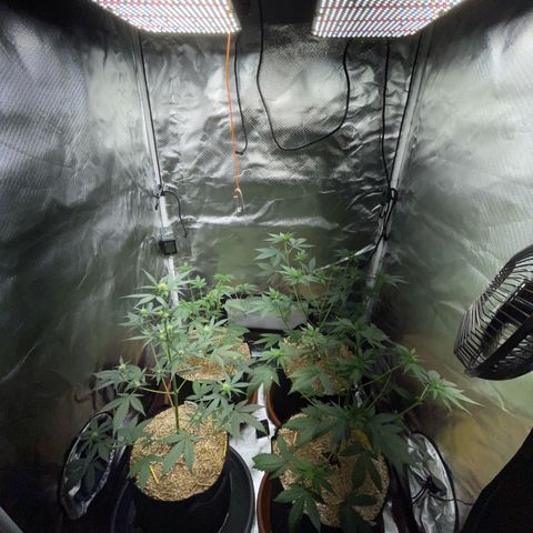 Girl Scout Cookies Fem by KilliczGe growlog timeline photo