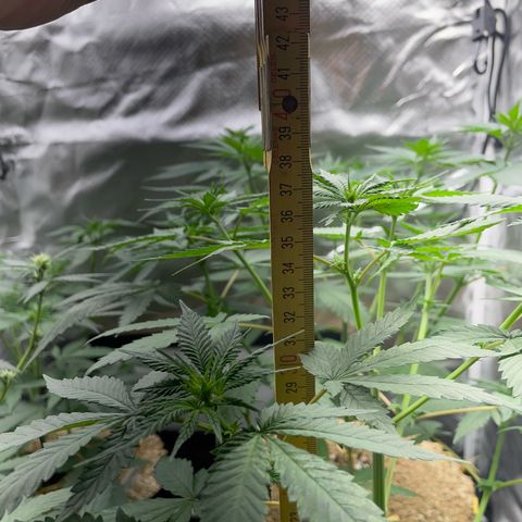 Girl Scout Cookies Fem by KilliczGe growlog timeline photo