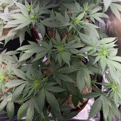 Girl Scout Cookies Fem by KilliczGe growlog timeline photo