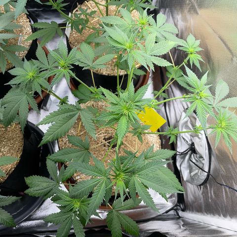 Girl Scout Cookies Fem by KilliczGe growlog timeline photo