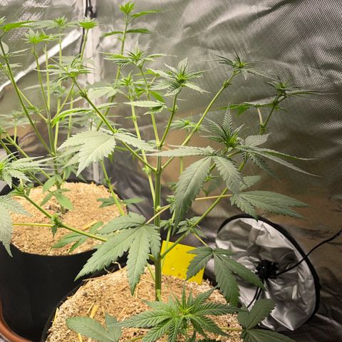 Girl Scout Cookies Fem by KilliczGe growlog timeline photo