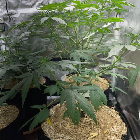 Girl Scout Cookies Fem by KilliczGe growlog timeline photo