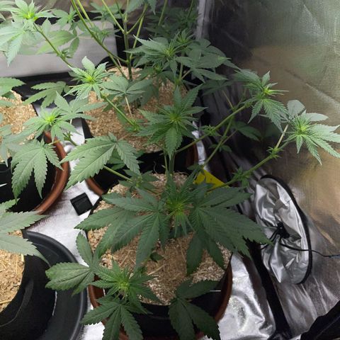 Girl Scout Cookies Fem by KilliczGe growlog timeline photo