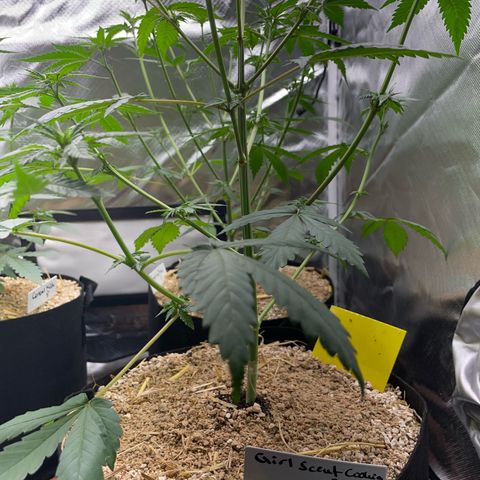Girl Scout Cookies Fem by KilliczGe growlog timeline photo