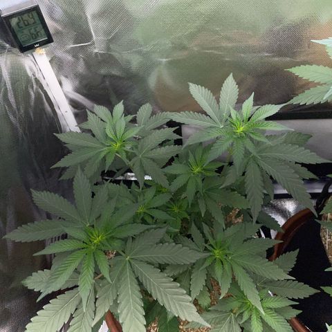 Cereal Milk Fem by KilliczGe growlog timeline photo