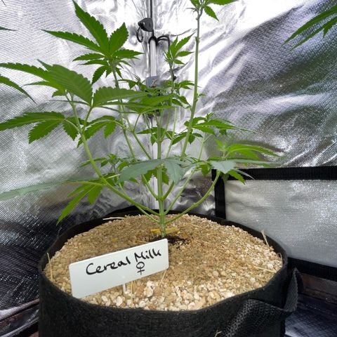Cereal Milk Fem by KilliczGe growlog timeline photo