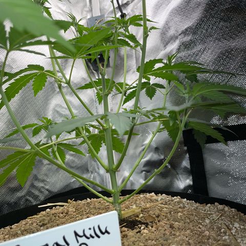 Cereal Milk Fem by KilliczGe growlog timeline photo