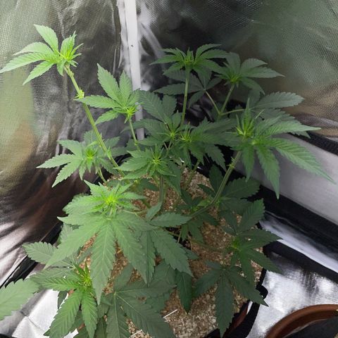 Cereal Milk Fem by KilliczGe growlog timeline photo