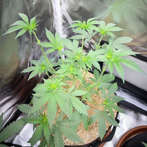 Cereal Milk Fem by KilliczGe growlog timeline photo