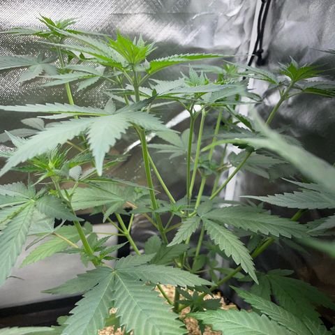 Tangerine Dream Fem by KilliczGe growlog timeline photo
