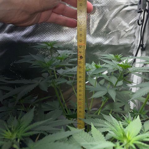 Tangerine Dream Fem by KilliczGe growlog timeline photo