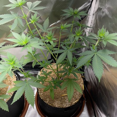 Tangerine Dream Fem by KilliczGe growlog timeline photo