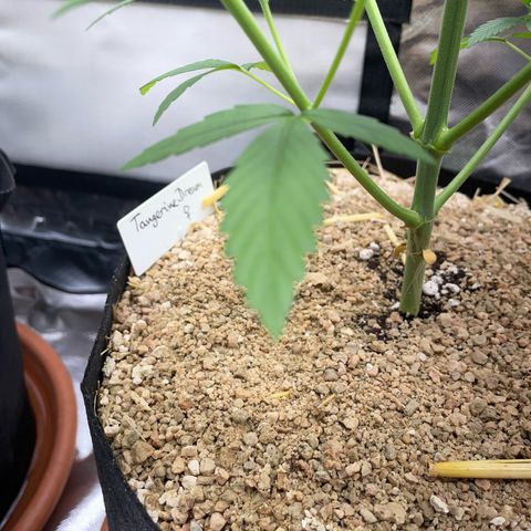 Tangerine Dream Fem by KilliczGe growlog timeline photo