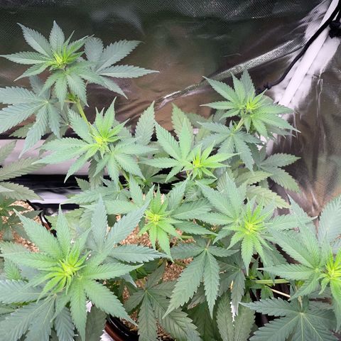Tangerine Dream Fem by KilliczGe growlog timeline photo