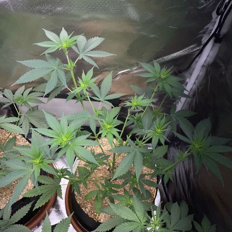 Tangerine Dream Fem by KilliczGe growlog timeline photo