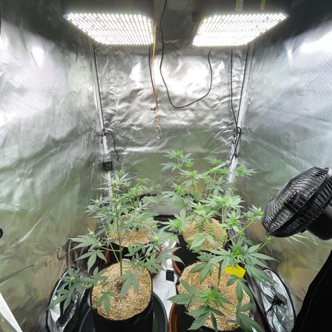 Girl Scout Cookies Fem by KilliczGe growlog timeline photo