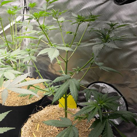 Girl Scout Cookies Fem by KilliczGe growlog timeline photo