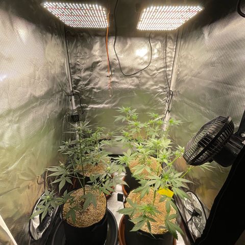 Girl Scout Cookies Fem by KilliczGe growlog timeline photo