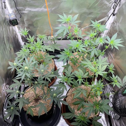 Tangerine Dream Fem by KilliczGe growlog timeline photo