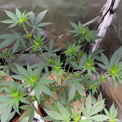 Tangerine Dream Fem by KilliczGe growlog timeline photo