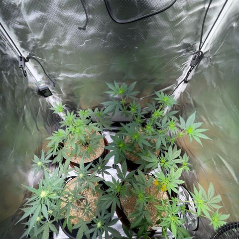Cereal Milk Fem by KilliczGe growlog timeline photo