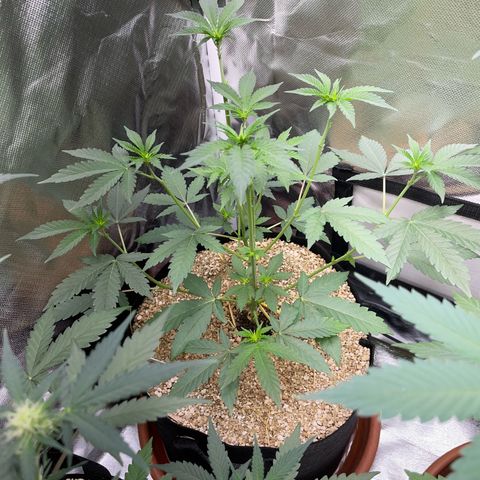 Cereal Milk Fem by KilliczGe growlog timeline photo