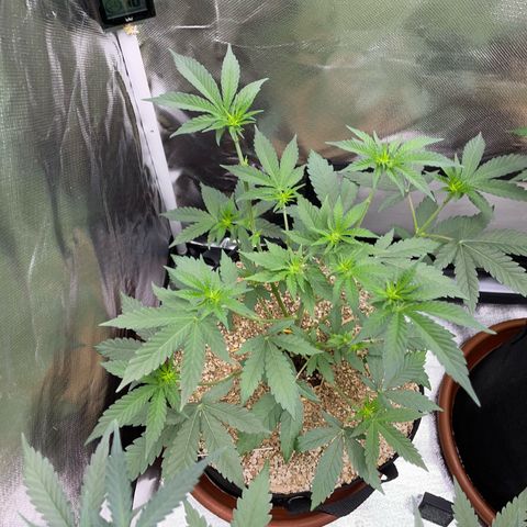 Cereal Milk Fem by KilliczGe growlog timeline photo