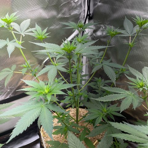 Tangerine Dream Fem by KilliczGe growlog timeline photo