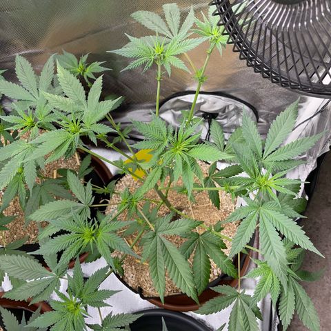 Girl Scout Cookies Fem by KilliczGe growlog timeline photo