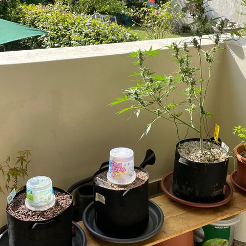 Late Outdoor season 25 - turned inside :D 1 AK48#2 auto  growlog timeline photo