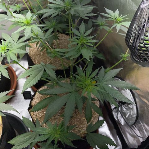 Girl Scout Cookies Fem by KilliczGe growlog timeline photo