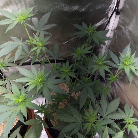 Tangerine Dream Fem by KilliczGe growlog timeline photo