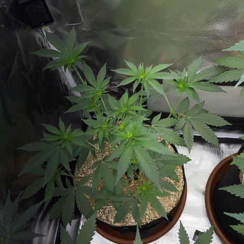 Cereal Milk Fem by KilliczGe growlog timeline photo
