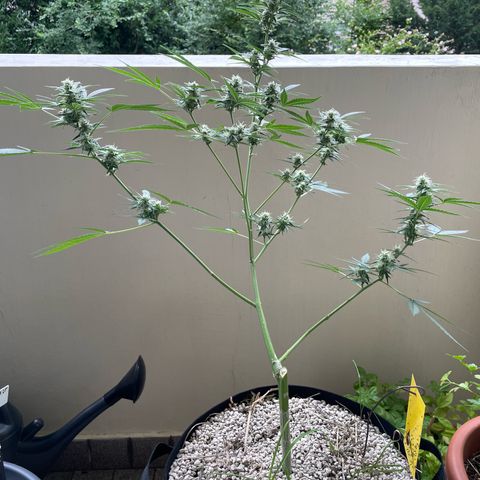 Late Outdoor season 25 - turned inside :D 1 AK48#2 auto  growlog timeline photo