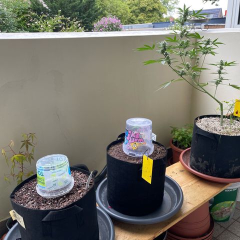 Late Outdoor season 25 - turned inside :D 1 AK48#2 auto  growlog timeline photo