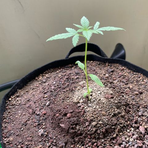 Late Outdoor season 25 - turned inside :D 1 AK48#2 auto  growlog timeline photo