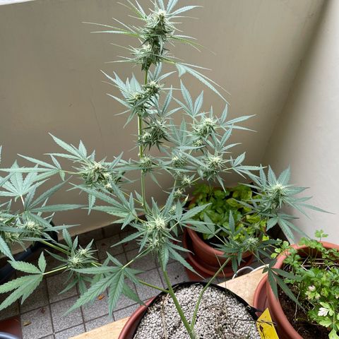 Late Outdoor season 25 - turned inside :D 1 AK48#2 auto  growlog timeline photo
